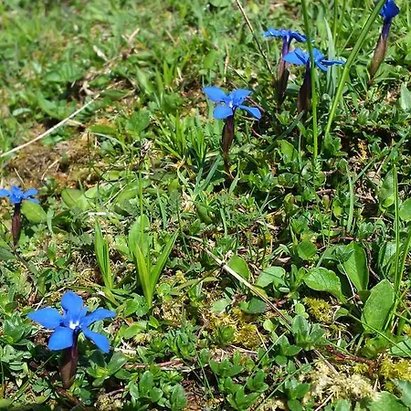 Lägenhet Ferienwohnung Meiringen Meiringen