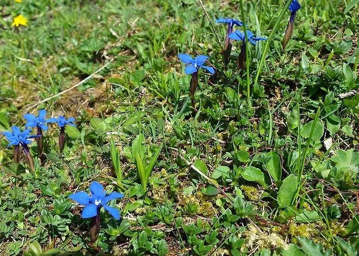 Appartamento Ferienwohnung Meiringen Meiringen