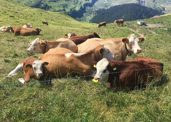 Lägenhet Ferienwohnung Meiringen *